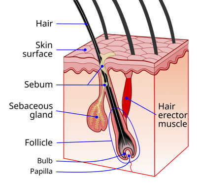 1200px-Hair_follicle-en.svg