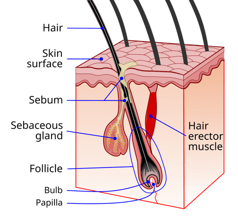 1200px-Hair_follicle-en.svg