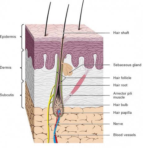 hair_anatomy_480x480