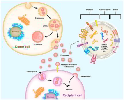 exosomes pathways
