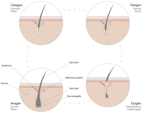 growth phases of hair
